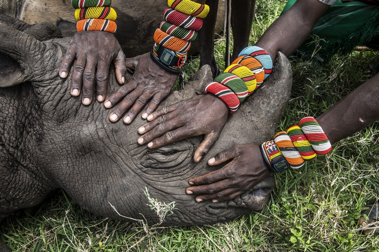 II nagroda w kategorii “Nature”, Lewa Downs, północna Kenia. Zdjęcia pojedyncze.

Grupa młodych wojowników z plemienia Samburu po raz pierwszy w życiu ma styczność z nosorożcem. Co ciekawe, są oni w mniejszości - mieszkańcy Kenii rzadko kiedy mogą spotkać dzikie zwierzęta.

Fot. Ami Vitale, USA, National Geographic